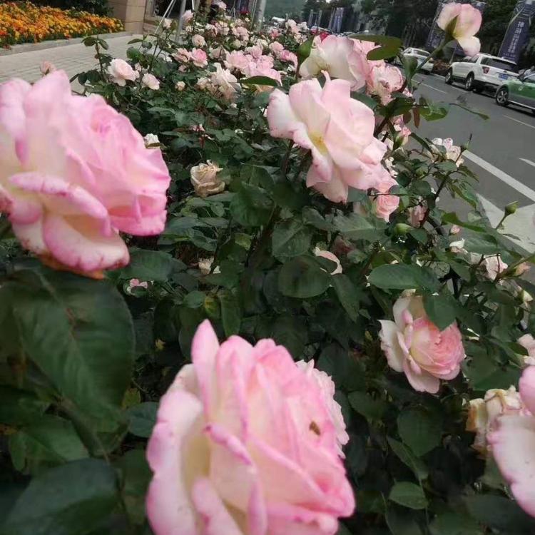 月季小苗  月季  月季批发