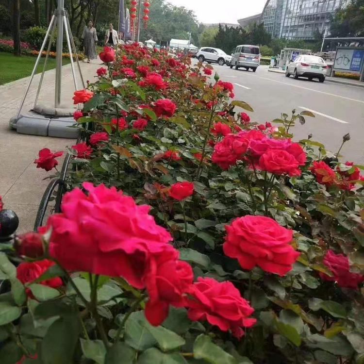月季  月季小苗  月季批发  草花直销