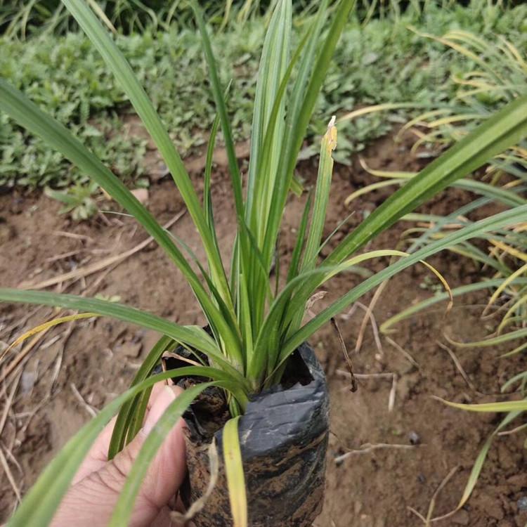 涝峪苔草价格 青州崂峪苔草批发