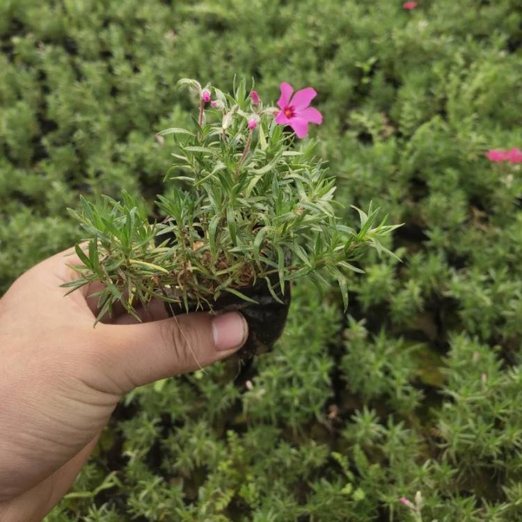 丛生福禄考 福禄考装箱 江苏福禄考批发 丛生福禄考花海观赏
