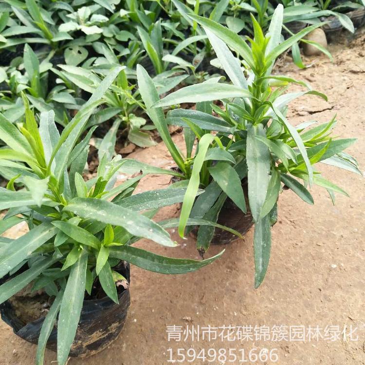 山东基地假龙头批发 园林绿化 假龙头
