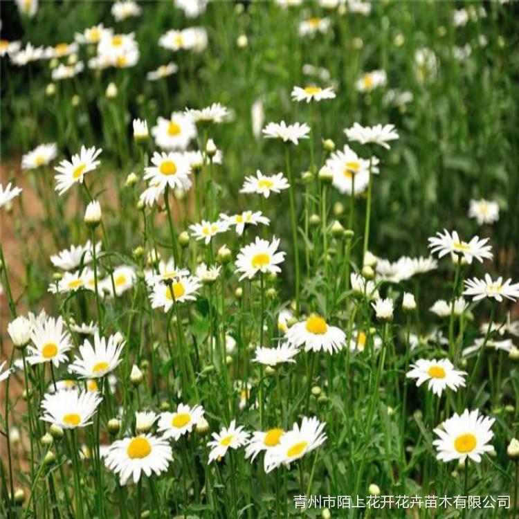 大滨菊    大滨菊小苗    大滨菊批发