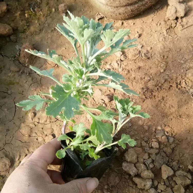 优质地被菊 山东伟达地被菊 地被菊量大自家基地养殖
