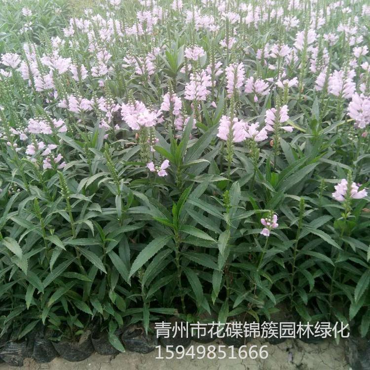 花碟锦簇园林批发假龙头小苗