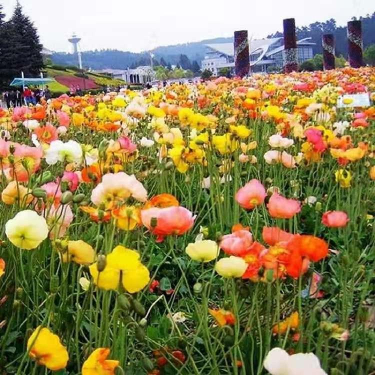 冬季绿化袋苗冰岛虞美人 混色虞美人营养杯苗 冰岛虞美人种植基地