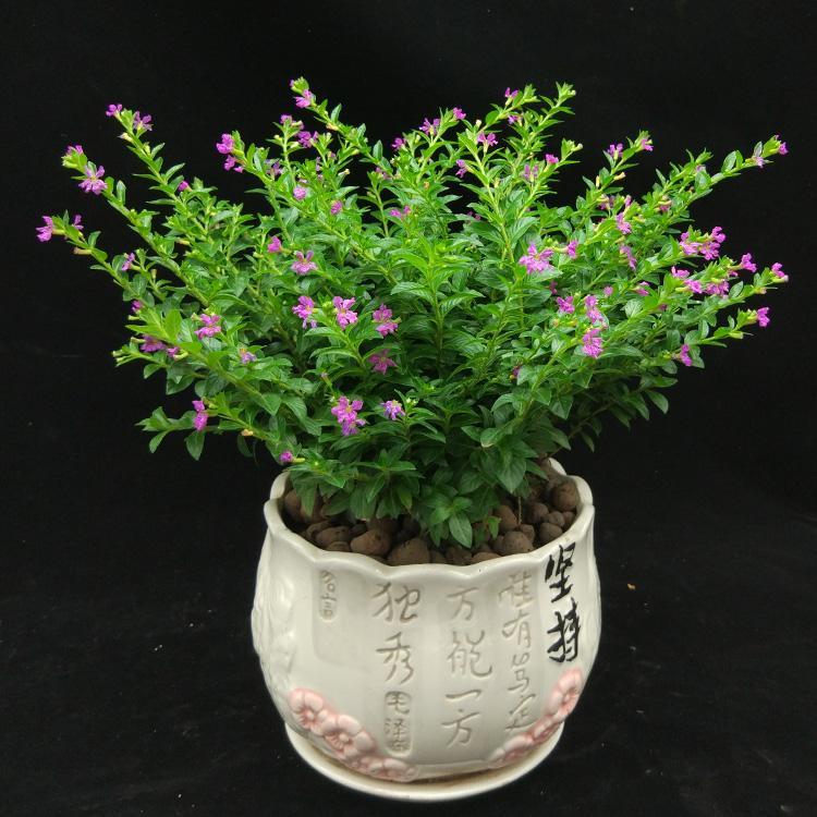 满天星苗盆栽 观花绿植满天星 绿化工程用苗满天星批发