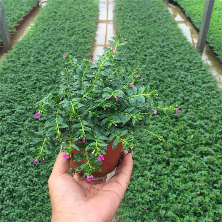 批发室内绿植花卉盆栽 满天星花苗
