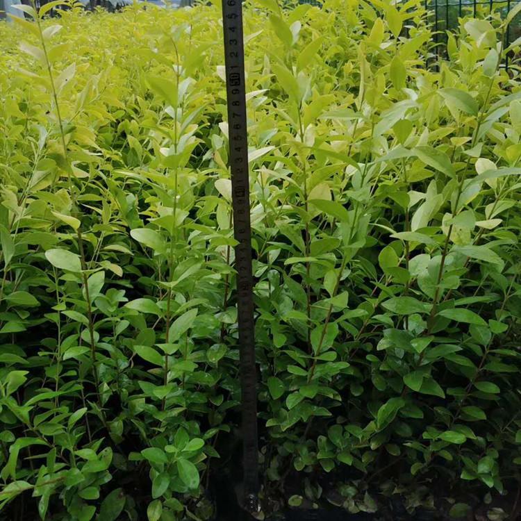 金叶女贞批发 江瑞园艺_金叶女贞种植基地 量大优惠