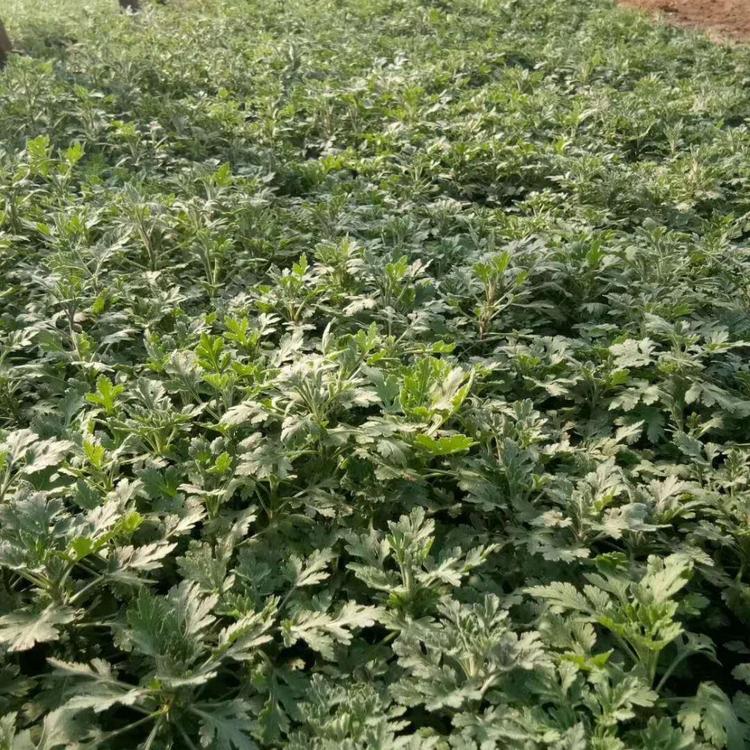 草花地被菊 地被菊厂家批发 基地种植地被菊