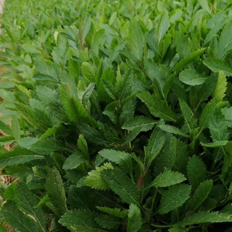 多头柳叶马鞭草 多分枝柳叶马鞭草 多芽柳叶马鞭草
