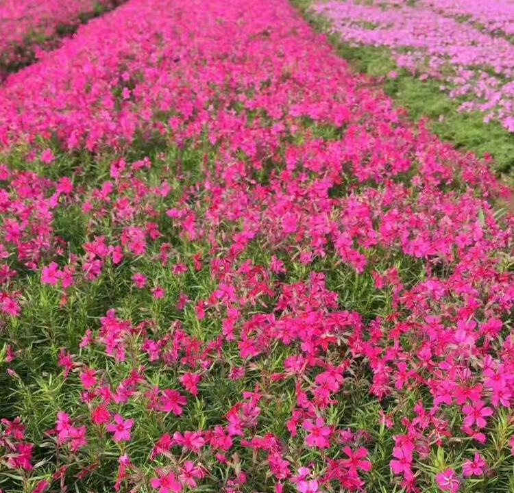 芝樱 山东芝樱种植基地 青州芝樱基地 芝樱花海