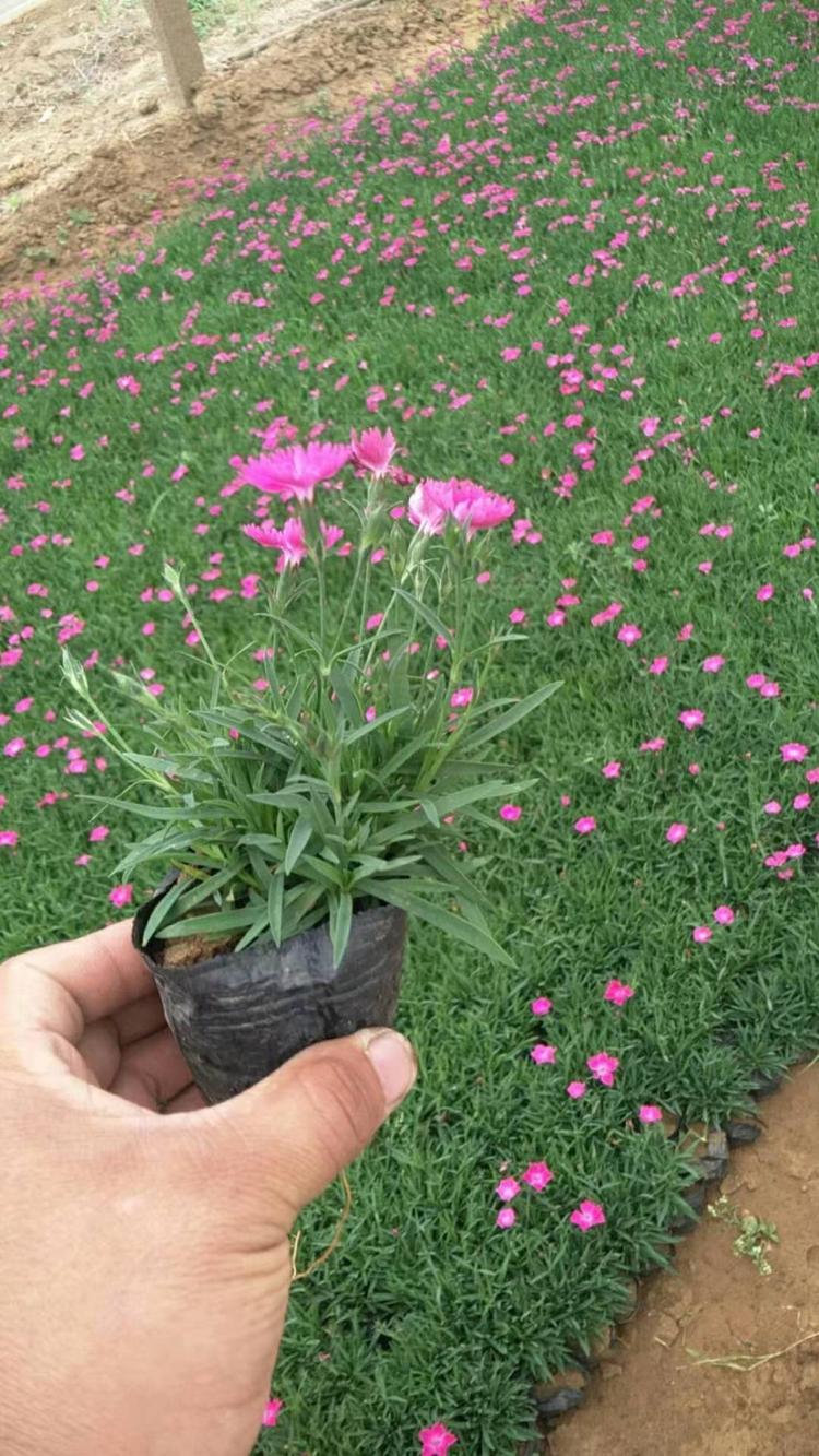 湖南欧石竹种植基地带土营养杯