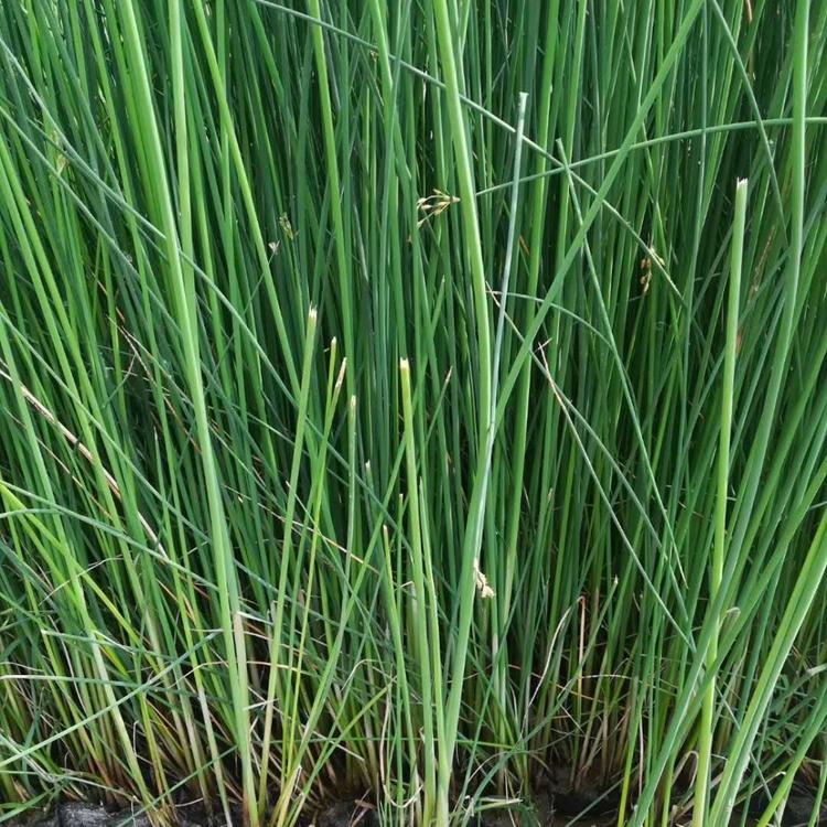 水生植物水葱基地 水葱价格