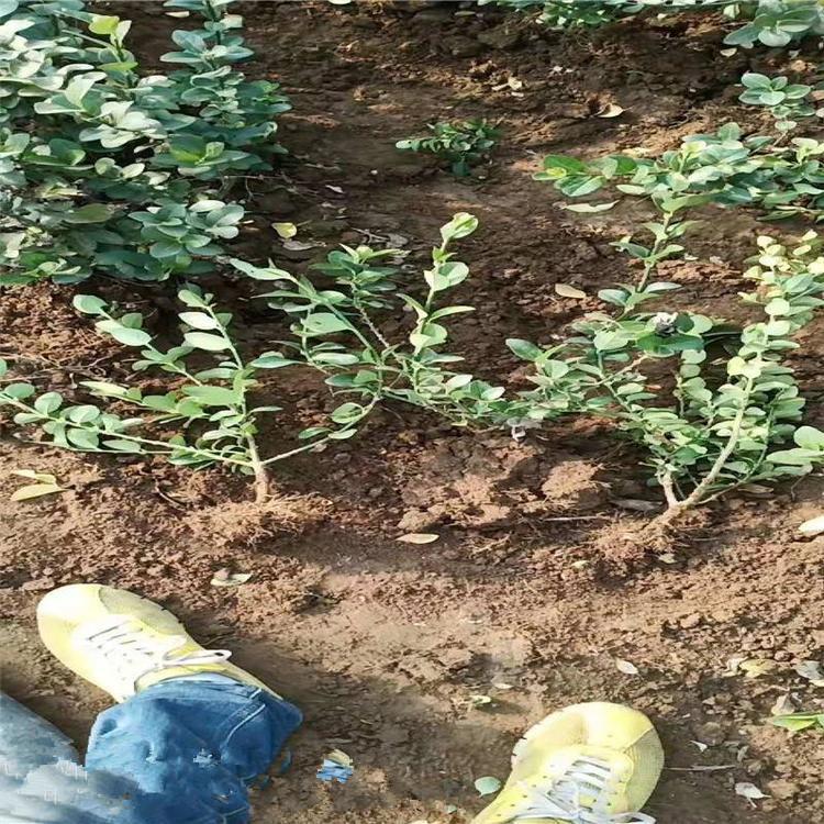 卫矛价格  山东卫矛基地 卫矛批发采购