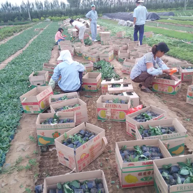 地被鼠尾草常年出售现挖现卖量大优惠大