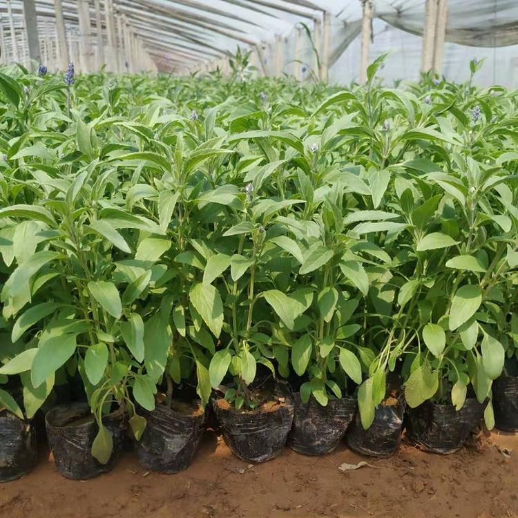 鼠尾草供应商直销等您来电