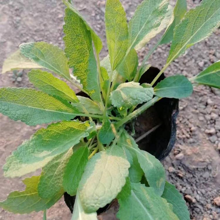 鼠尾草种子供应商直销欢迎来基地参观考