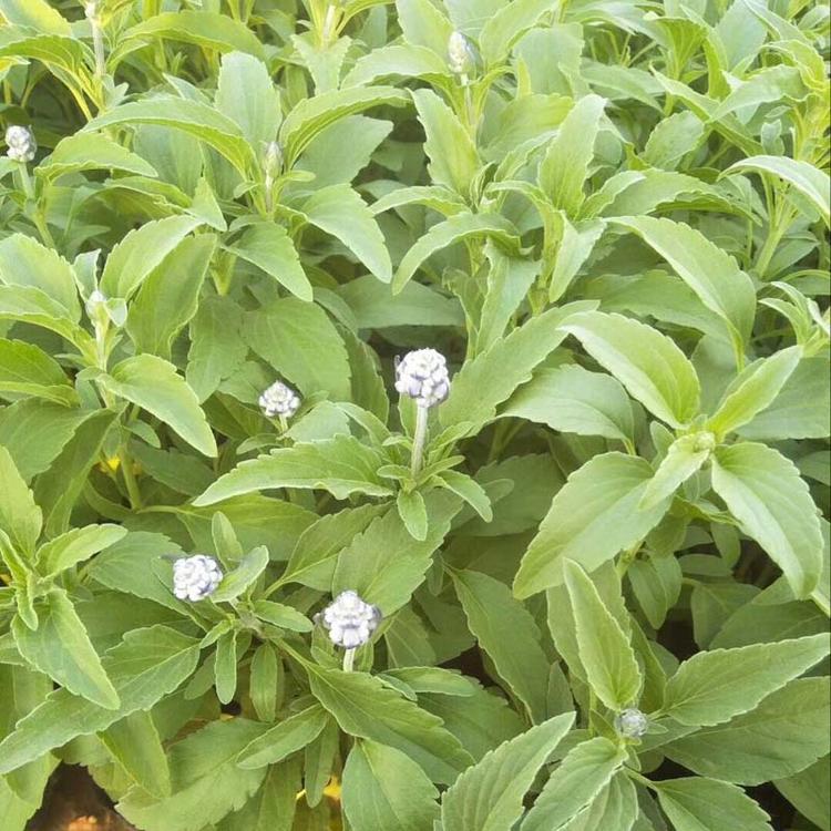 鼠尾草园林绿化基地直供等您来电