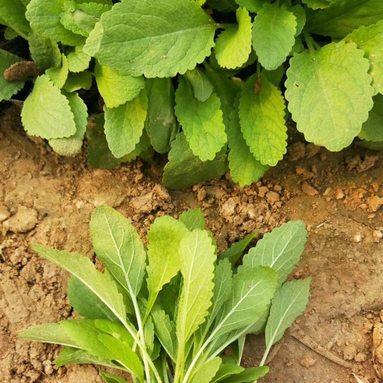 鼠尾草供应商直销欢迎来基地参观考