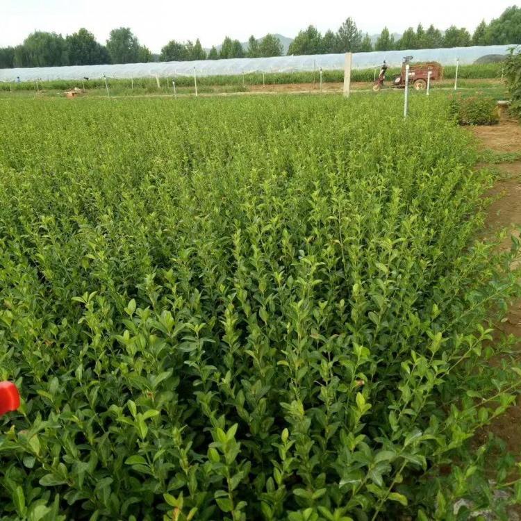 大叶扶芳藤价格 青州大叶扶芳藤基地 扶芳藤批发销售