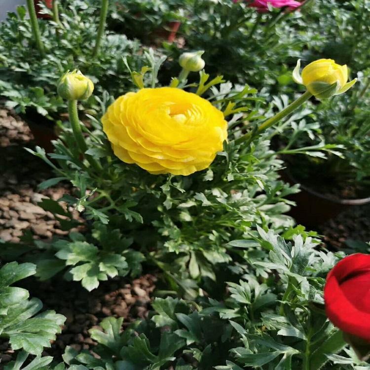 芹叶牡丹  芹叶牡丹价格