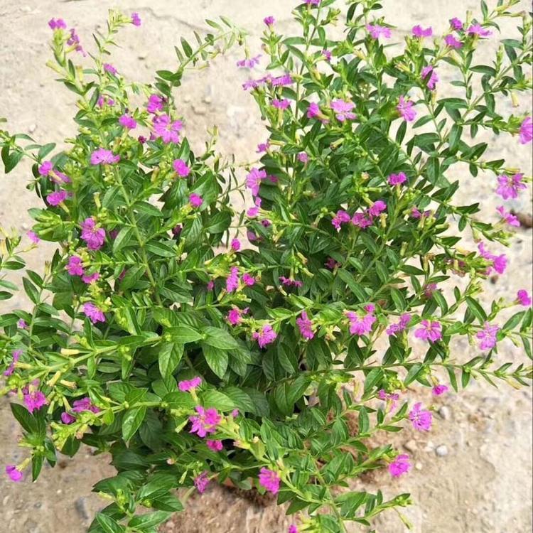 锥花霞草价格 批发观赏盆花锥花霞草 霞草