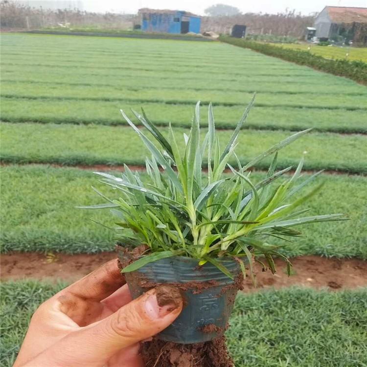 大量直销地被石竹   石竹小苗
