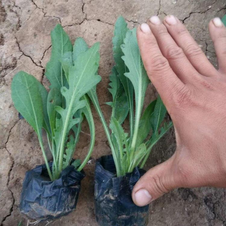 热销大量精品天人菊    天人菊杯苗
