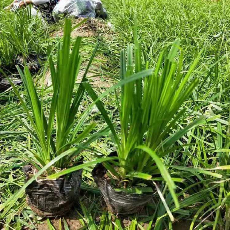 青绿苔草  青州青绿苔草
