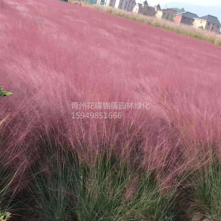 宿根粉黛乱子草批发基地