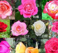 品种月季供应商  质优价廉好商家地邦 月季种植基地