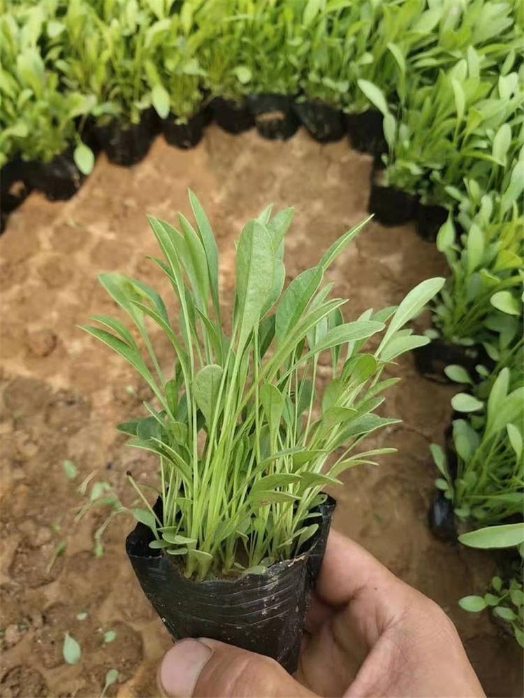 金鸡菊报价 花卉租摆孔雀菊 山东金鸡菊基地