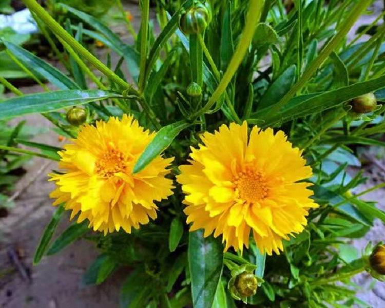 大锦鸡菊 金鸡菊供应 基地直销 青州金鸡菊批发