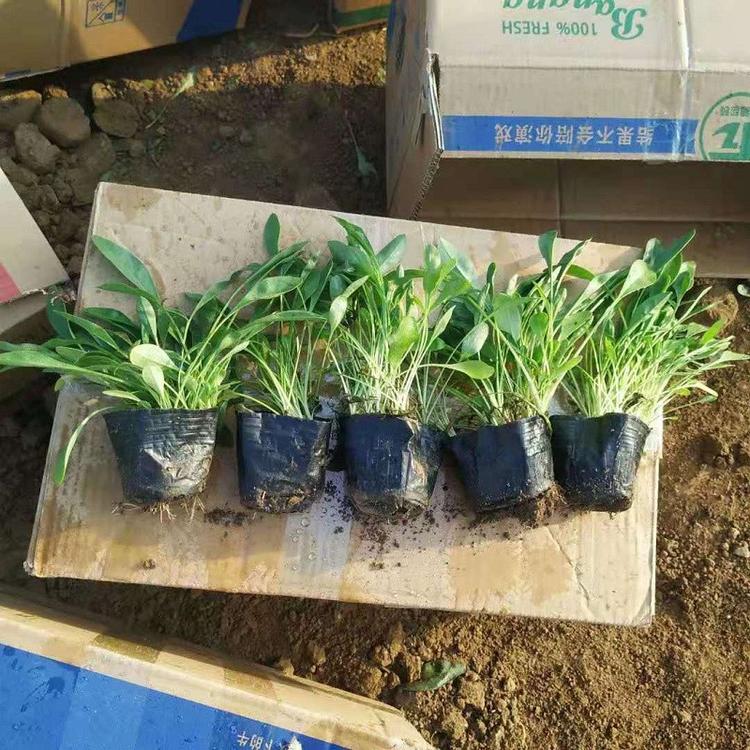带花苞菊花苗 孔雀菊 金鸡菊报价