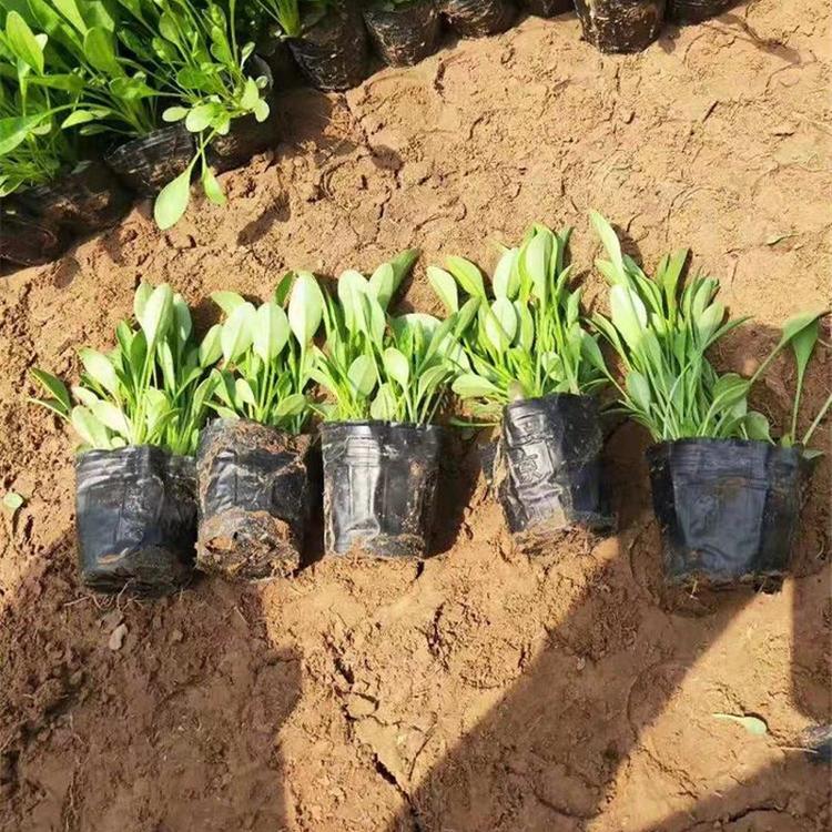 金鸡菊种植基地 大量出售大锦鸡菊 青州金鸡菊批发