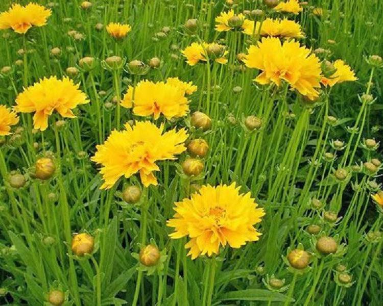 大花金鸡菊 金鸡菊培育 基地直销 青州金鸡菊批发
