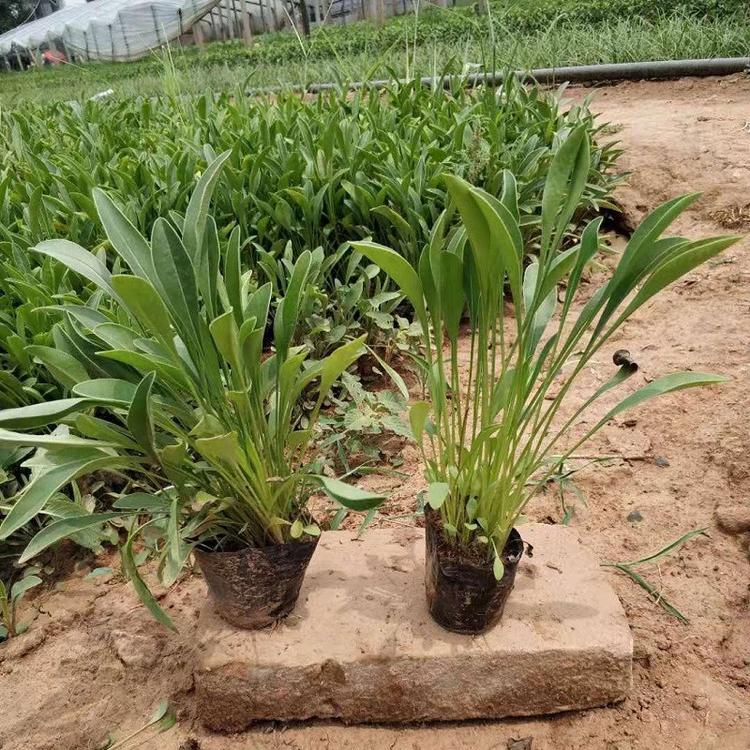 量大价更优金鸡菊 青州金鸡菊批发 金鸡菊种植基地