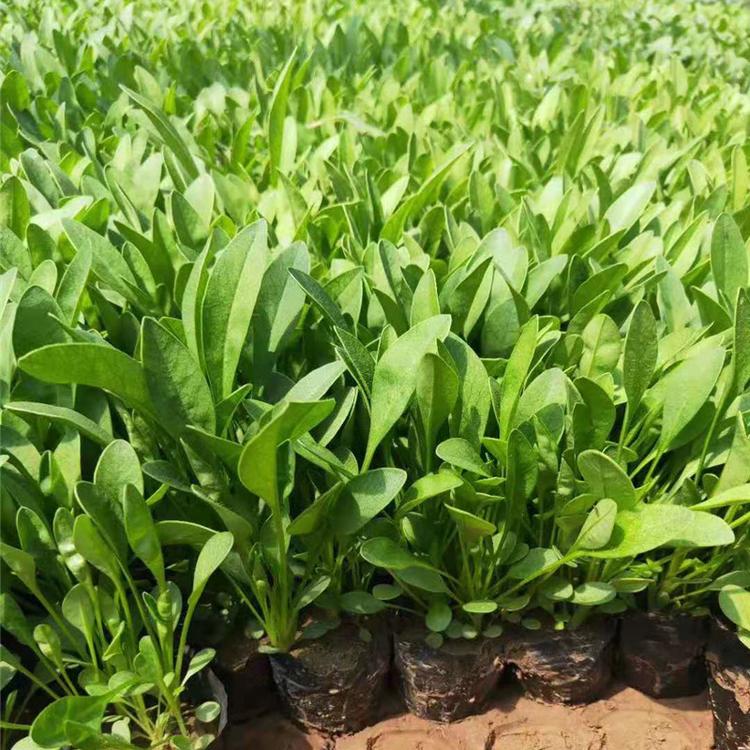 绿化用金鸡菊 山东金鸡菊基地 金鸡菊供应