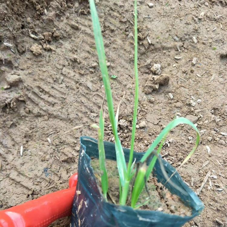 青州蒲苇批发 蒲苇供应 量大从优 价格优惠