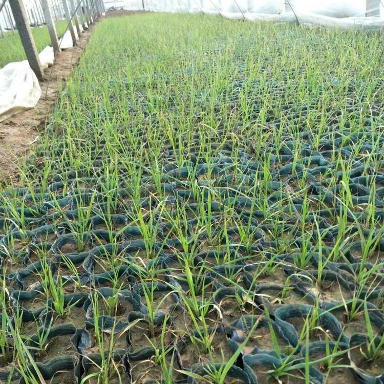 青州蒲苇价格 蒲苇批发市场大量供应 丰林