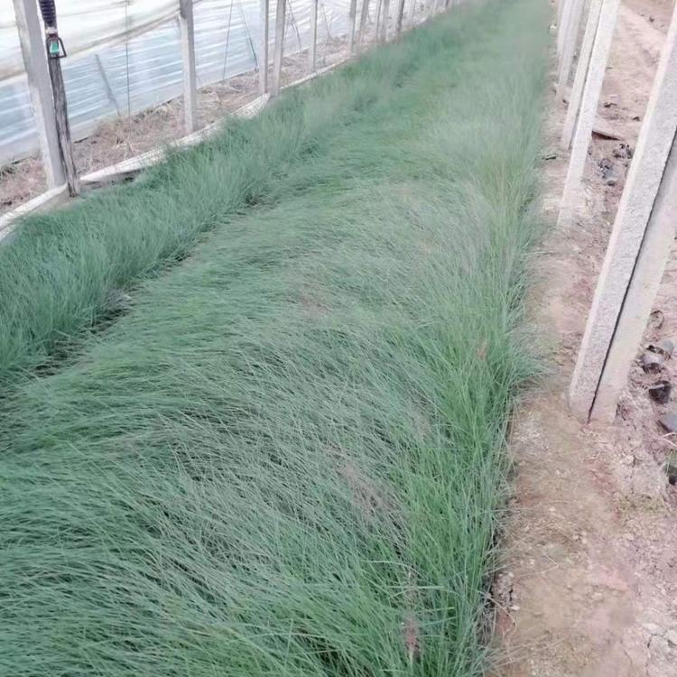 网红粉黛乱子草花海  粉黛乱子草种植基地    粉黛乱子草小苗预定