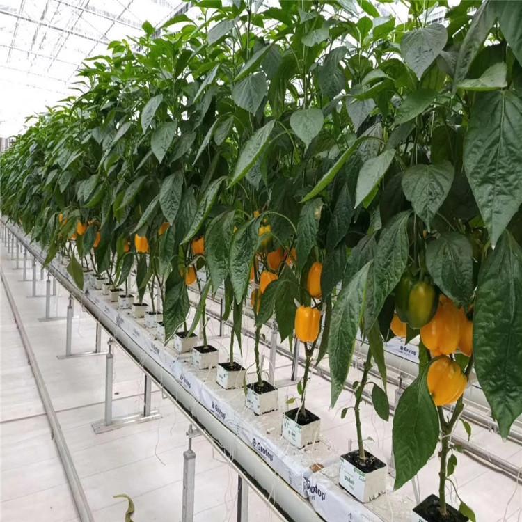 大量供应荷兰模式果菜种植   咨询