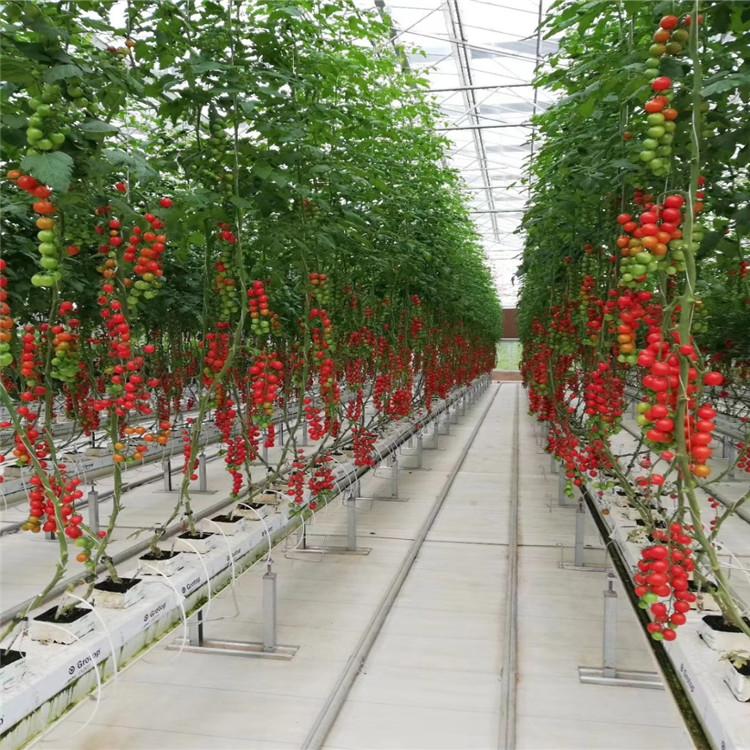 大量供应荷兰模式果菜种植系统   设施