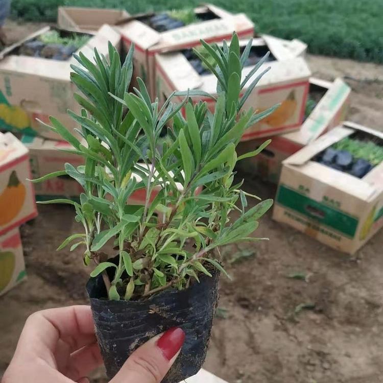 香水植物 灵香草 香草 黄香草 顺和花卉供应薰衣草
