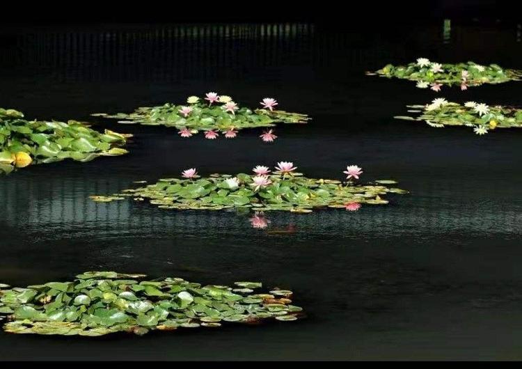 品种睡莲 园林绿化水生植物 睡莲价格 山东睡莲