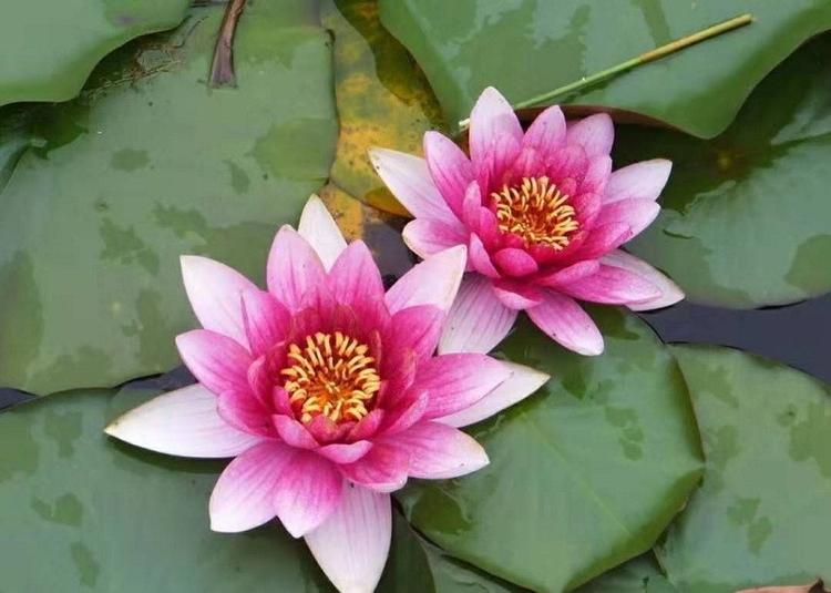 青州睡莲 园林绿化水生植物睡莲小苗 睡莲价格
