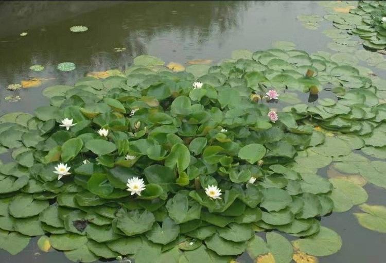 青州睡莲 基地大量供应品种睡莲 睡莲种植基地