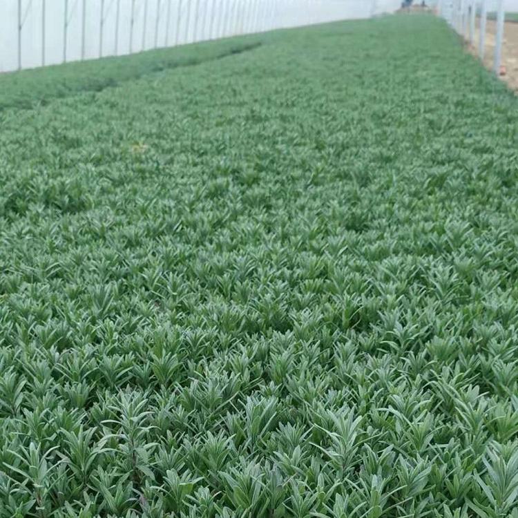 供应 薰衣草苗 香水植物 薰衣草价格
