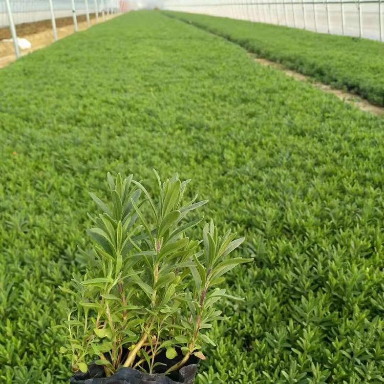 宿根香水植物薰衣草 紫色花朵黄香草 山东顺和绿化草花基地