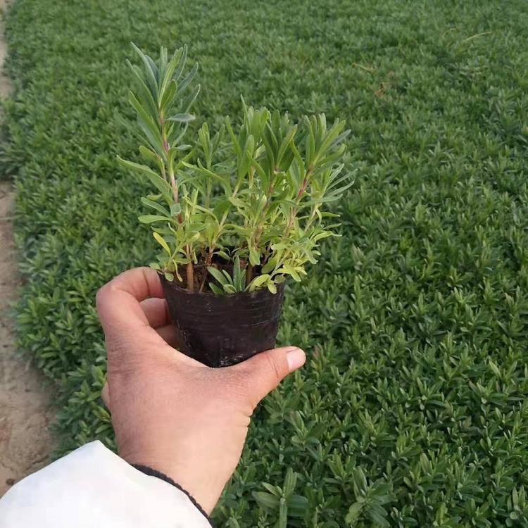 山东香水植物工程苗批发 顺和花卉 香草种植 灵香草价格